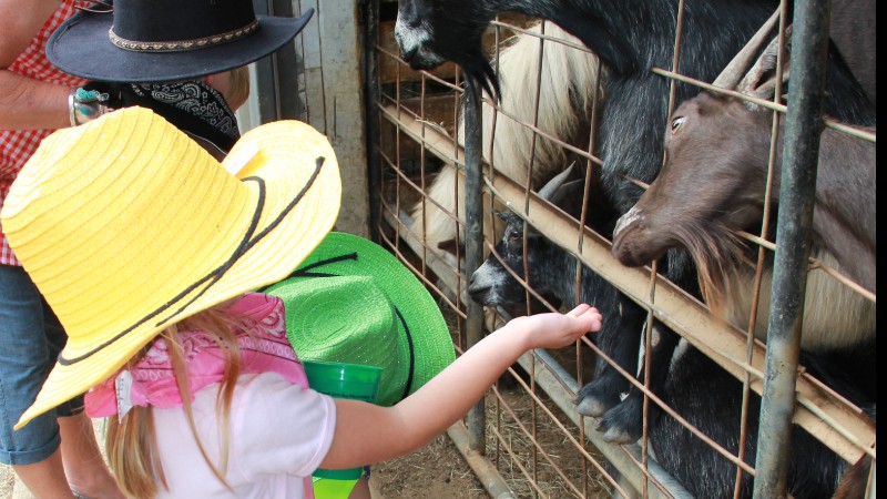 FREE Cup of animal feed to feed the goats!