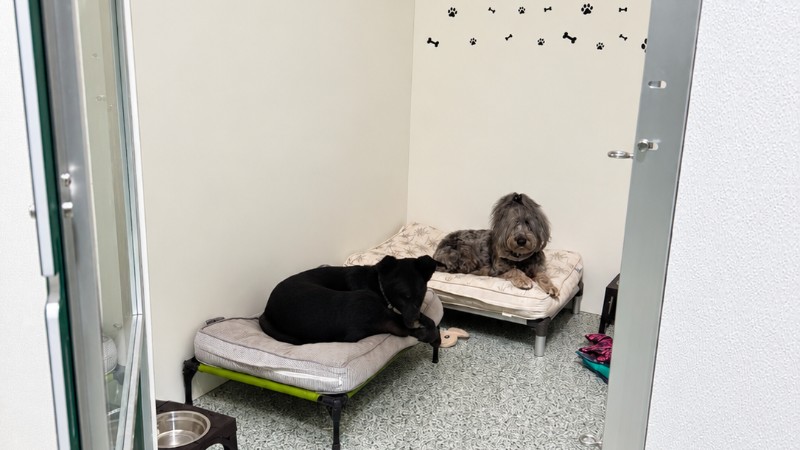 Tygarts Creek Canine Retreat