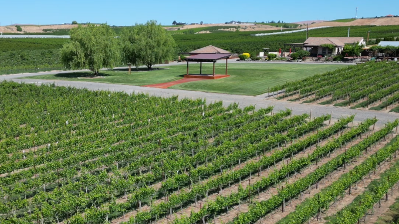 VanArnam Vineyards