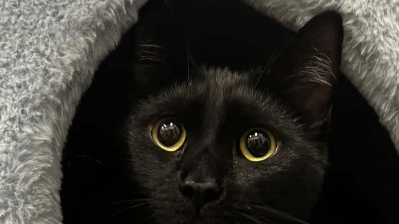 Whisker Station Cat Cafe